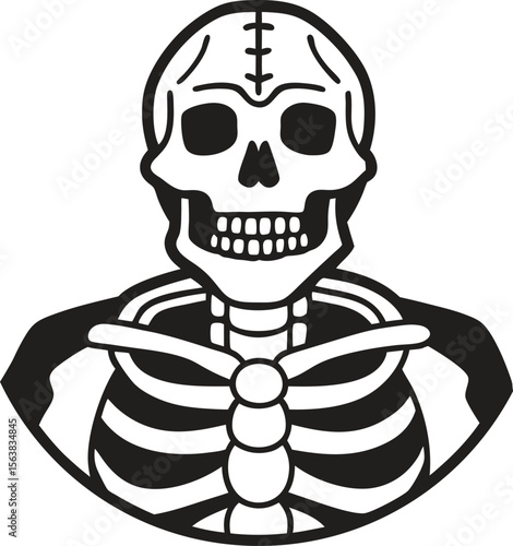 human skeleton torso and skull vector 