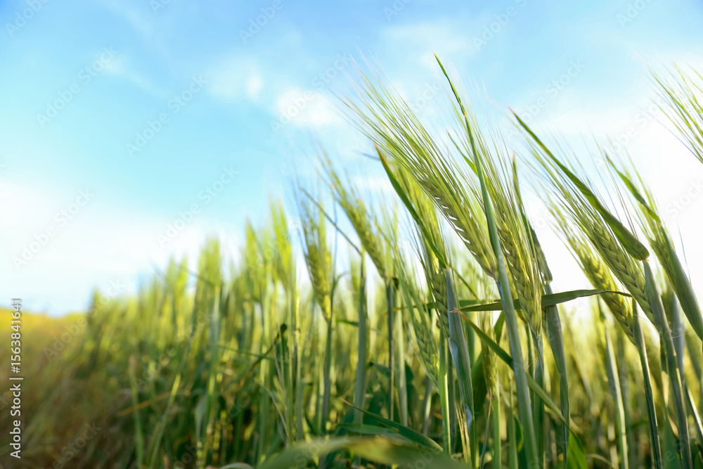 Fototapeta premium Wheat spikes growing in field under light blue sky, closeup