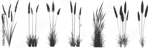 Silhouette of cattails and reeds. Wild grass on the river bank. Swamp coastal plants.