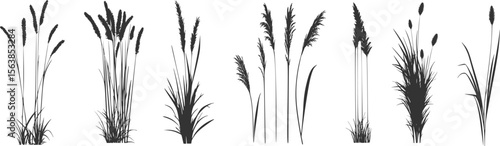 Silhouette of cattails and reeds. Wild grass on the river bank. Swamp coastal plants.