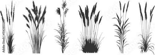 Silhouette of cattails and reeds. Wild grass on the river bank. Swamp coastal plants.