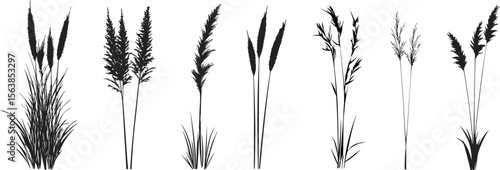 Silhouette of cattails and reeds. Wild grass on the river bank. Swamp coastal plants.