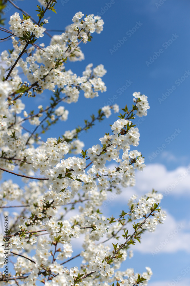 rami di ciliegio in fiore in primo piano su cielo azzurro con nuvole bianche rami di ciliegio in fiore in primo piano su cielo azzurro con nuvole bianche