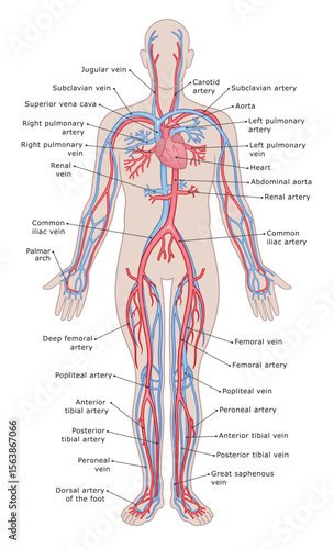 Human`s circulatory system medical diagram vector illustration.