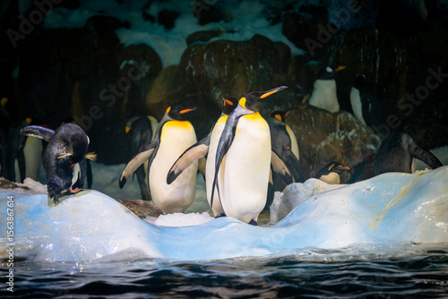 Realeza Polar: Marcha de Pingüinos Rey