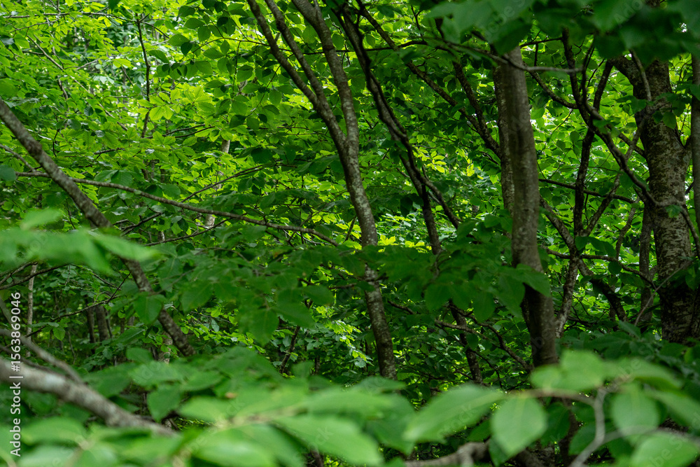 Lush Green Forest with Dense Foliage – Natural Wilderness Scene Lush Green Forest with Dense Foliage – Natural Wilderness Scene