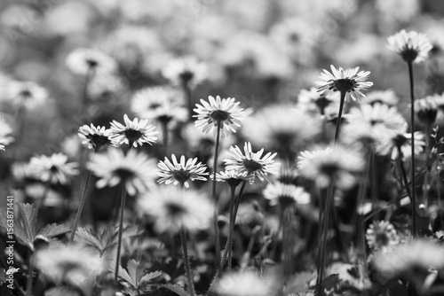 Wallpaper Mural Fiori di margherita in controluce in piano e nero e formato orizzontale Torontodigital.ca
