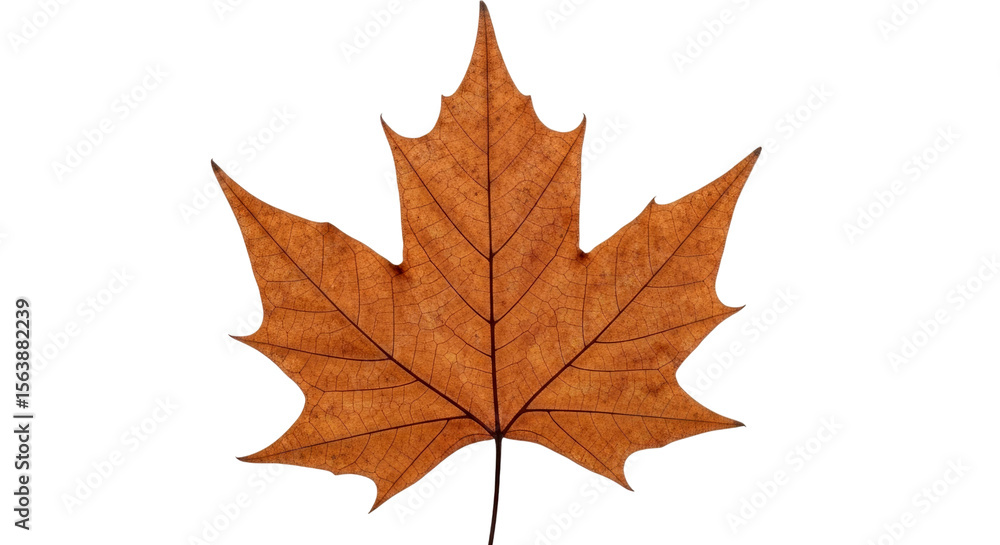 Dried Maple Leaf: Close-up of Brown Autumn Leaf Texture Dried Maple Leaf: Close-up of Brown Autumn Leaf Texture