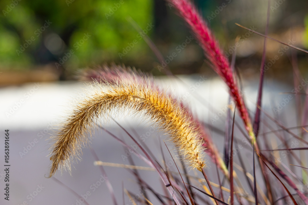 Obraz premium close up of dry grass