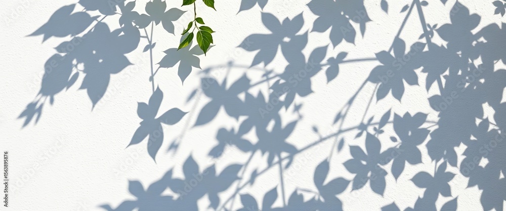 Intricate leaf shadows dappled on a textured white wall, ideal overlay, overlay effect, graphic element Intricate leaf shadows dappled on a textured white wall, ideal overlay, overlay effect, graphic element
