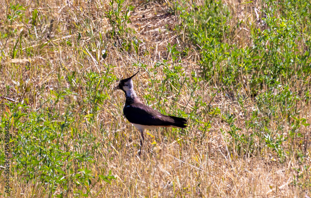Fototapeta premium A Vanellus vanellus bird standing in the grass