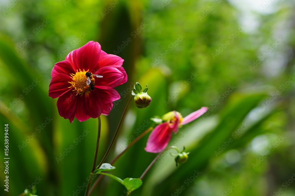 Fototapeta premium red flower in honey bee