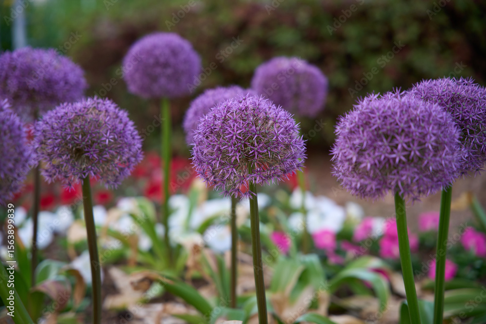 Flower
Flower