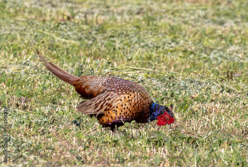 Fototapeta premium A male pheasant (Phasianus colchicus) foraging in the field