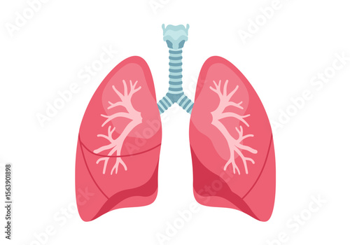 Human lungs and trachea are depicted featuring detailed branching structures and vibrant colors against a white background