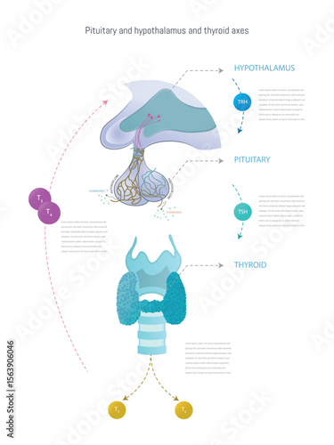 Thyroid gland, pituitary gland and hypothalamus showing hormone production mechanism
