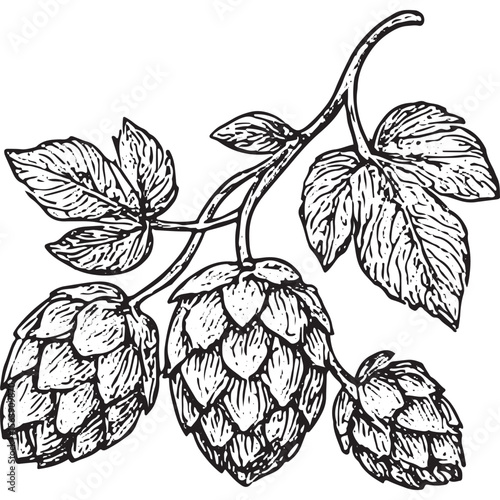 Explore a detailed hop plant sketch, ideal for beer brewing designs and brewery logos