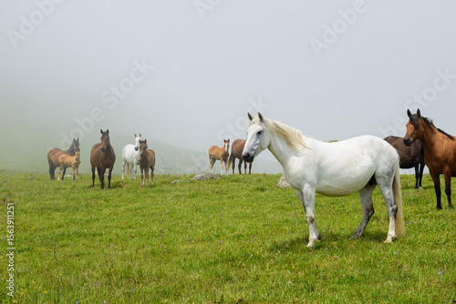 horses in the field