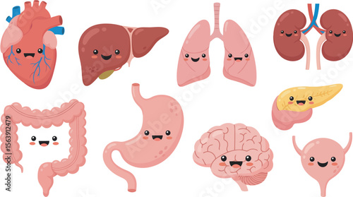 Cute cartoon representation of human internal organs, including heart, lungs, liver, stomach, intestines, brain, kidneys, and pancreas.