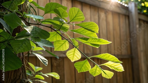 green leaves on the wall