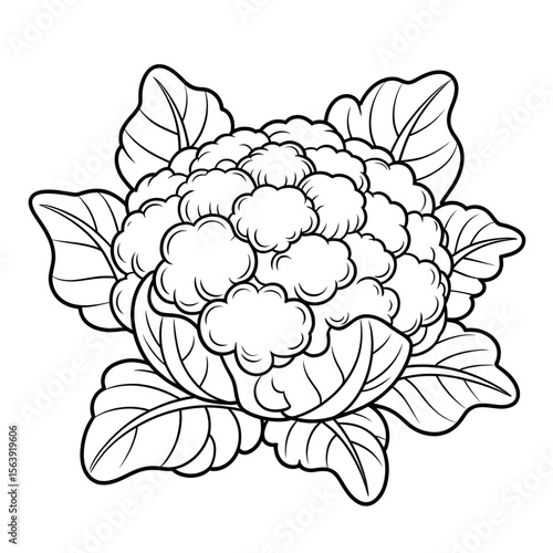 cauliflower on in the vegetables garden