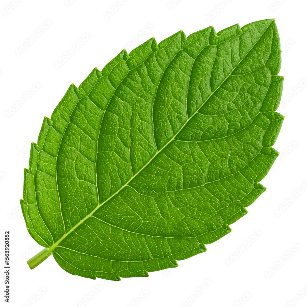 Obraz premium Single Lemon Verbena Leaf in High Detail – Transparent Background Cutout