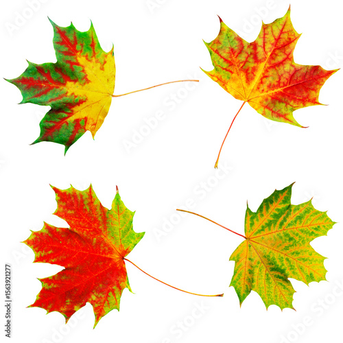 Pattern of Colorful Autumn Maple Leaves on White Background