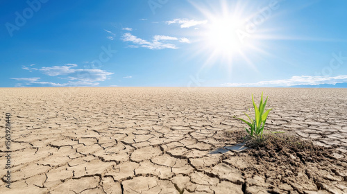 Resilient green plant emerges from cracked dry soil under bright sun, symbolizing hope in climate challenged environment