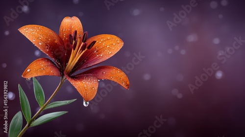 Exquisite flower adorned with sparkling water droplets, a captivating closeup of nature's beauty