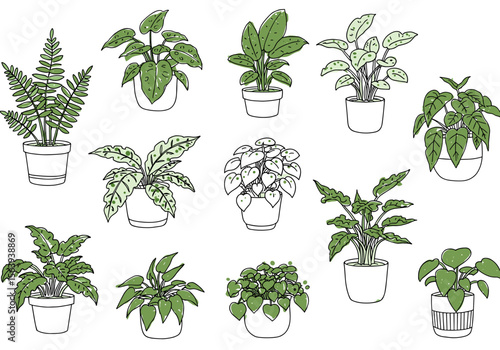 Collection of indoor potted plants for home interior decoration