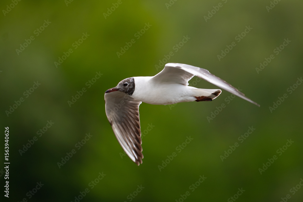 black headed gull black headed gull