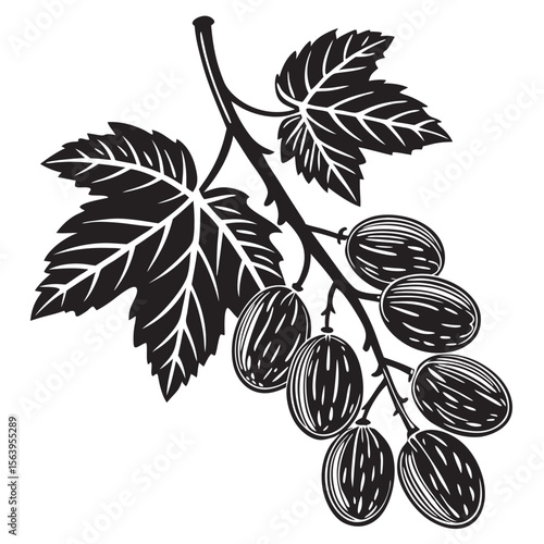 black and white golden raisins