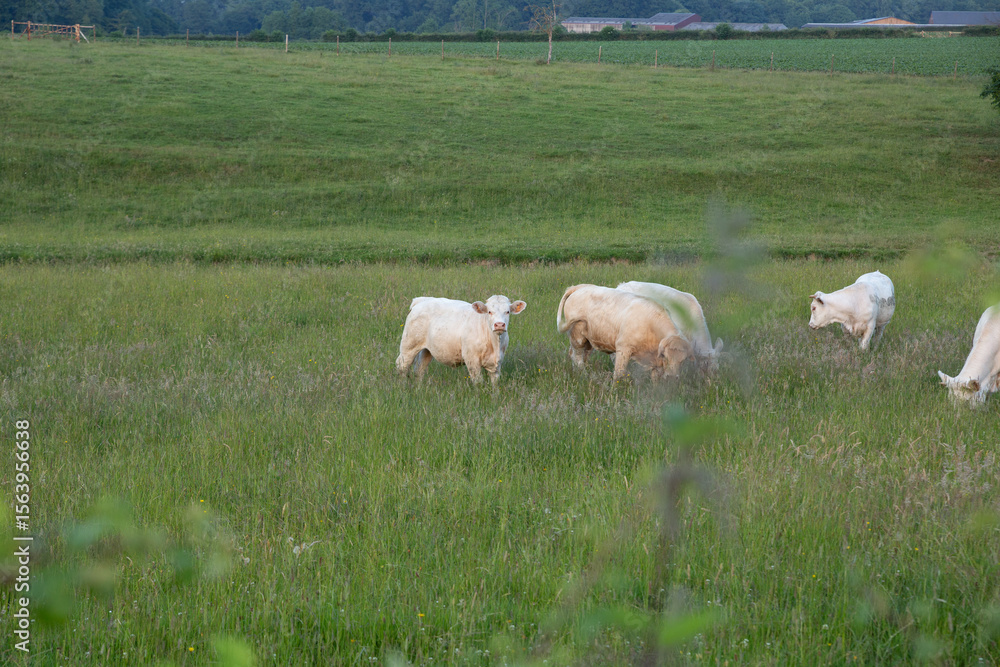 Fototapeta premium Group of beefs in a pasture
