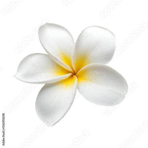 white frangipani flower isolated on transparent background