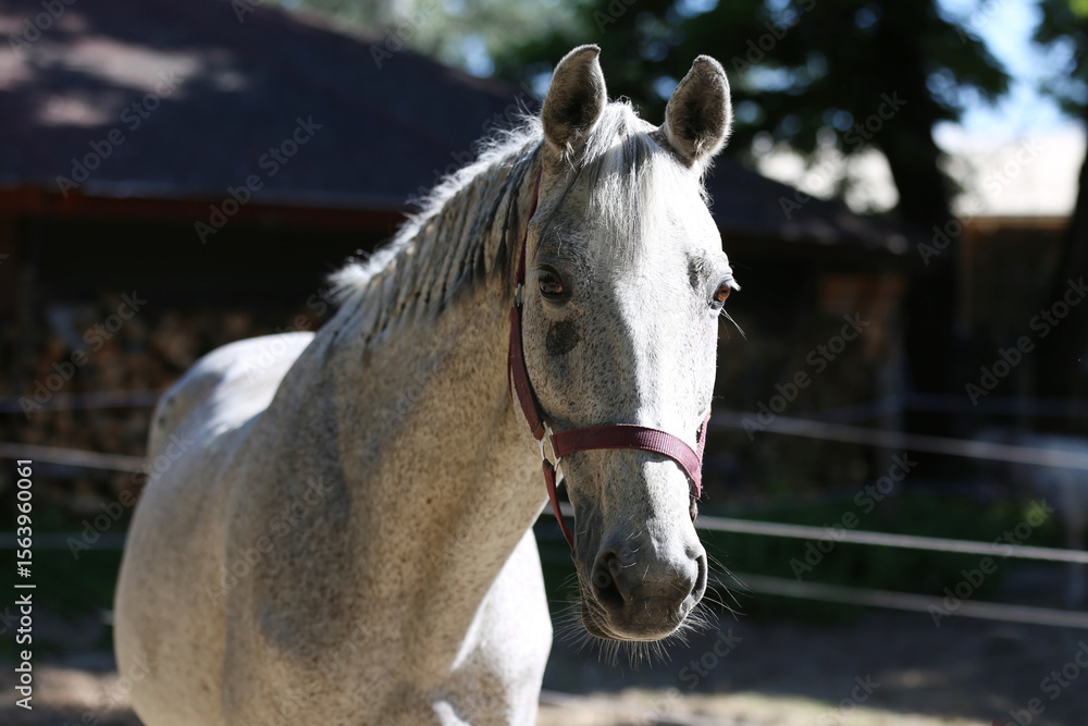 Obraz premium Detail of a saddle horse head closeup portrait in riding school. Closeup portrait of a beautiful school horse. Portrait of a beautiful horse