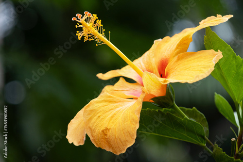 A yellow hibiscus flower isolated on a blurred background