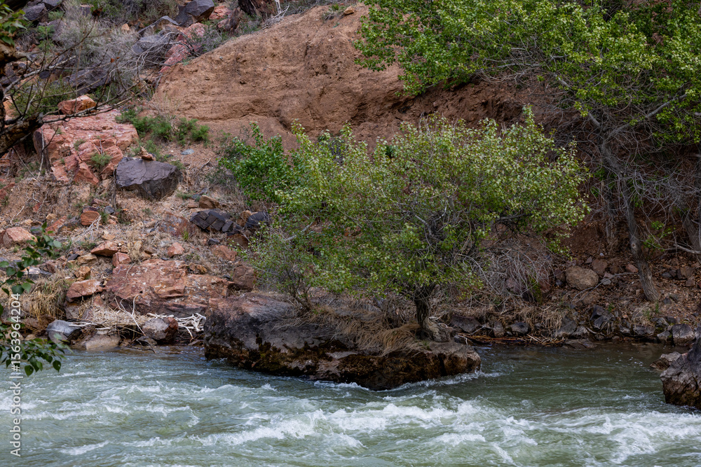 A small tree grows on a rock in the Charyn River, Kazakhstan A small tree grows on a rock in the Charyn River, Kazakhstan