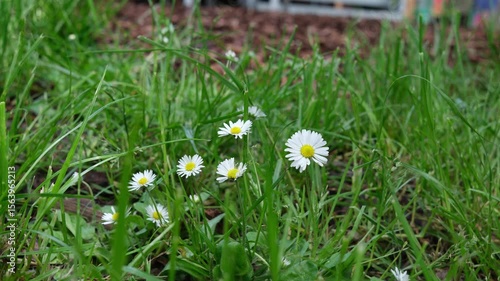 White and yellow daisies blooming in fresh green grass, capturing springtime beauty and the charm of wild flowers.