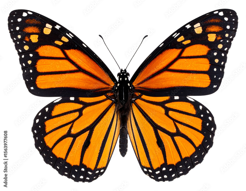 Fototapeta premium Top-Down View of Monarch Butterfly with Wings Spread