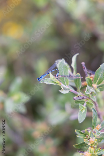dragonfly on a branch
