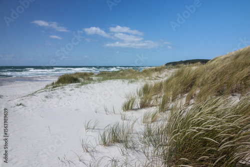 Fototapeta Naklejka Na Ścianę i Meble -  Dünen und Strandhafer am Strand von Vitte, Ostsee Insel Hiddensee, Mecklenburg-Vorpommern