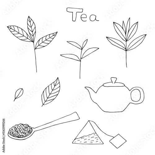 Tea set leaves and teapot, hand drawing, vector illustration