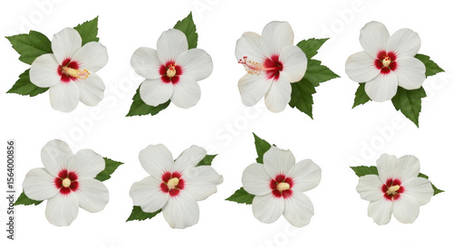 Fototapeta Naklejka Na Ścianę i Meble -  Stunning Collection of Vibrant Hibiscus Flowers Featuring Diverse Arrangements and Lush Green Leaves for Eye-catching Floral Design and Decoration, isolated on a transparent background