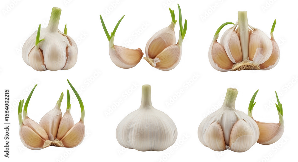 Fototapeta premium Fresh Garlic Bulbs with Sprouts for Culinary and Health Applications, isolated on a transparent background