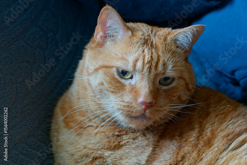 Birthday portrait of my beloved 15 year old cat.