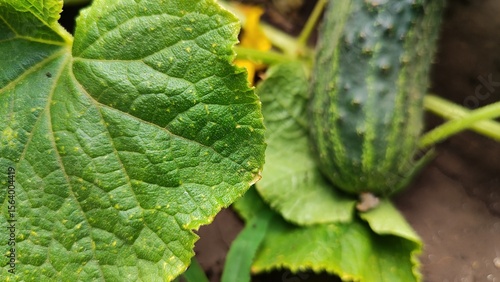 cucumber on the vine, vegetable garden, harvest, flowering cucumbers