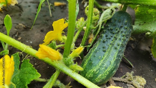cucumbers in the garden, vegetable garden, harvest, flowering cucumbers