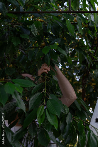 hands gently picking cherries from a tree.  Farming life. 