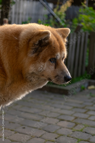  Side portrait of a Akita Inu . Dog on the patio (Chow Chow)

