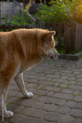  Chow Chow dog Akita inn casually walking on a brick-paved backyard — cozy and peaceful atmosphere.

